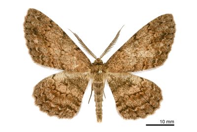 臺灣褐尺蛾 Hypomecis formosana 雄蟲
