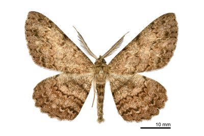 臺灣褐尺蛾 Hypomecis formosana 雄蟲