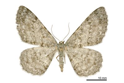 暗紋褐尺蛾 Hypomecis monotona 雌蟲