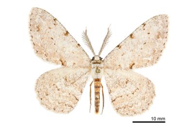 褐尺蛾 Hypomecis nudicosta 雄蟲