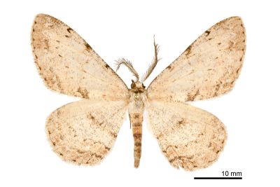 褐尺蛾 Hypomecis nudicosta 雄蟲