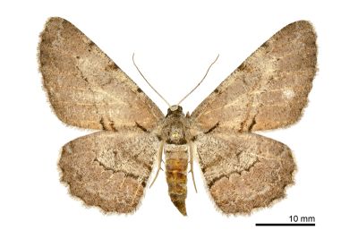 斜紋褐尺蛾 Hypomecis obliquisigna 雌蟲
