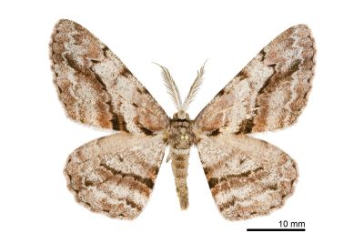 斜紋褐尺蛾 Hypomecis obliquisigna 雄蟲