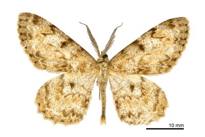 齒紋白褐尺蛾 Hypomecis percnioides 雄蟲
