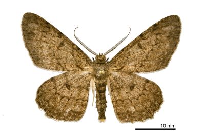 月斑灰褐尺蛾 Hypomecis punctinalis glos 雄蟲
