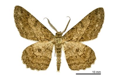 月斑灰褐尺蛾 Hypomecis punctinalis glos 雄蟲