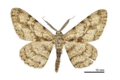 黑齒紋灰褐尺蛾 Hypomecis roboraria amplaria 雄蟲