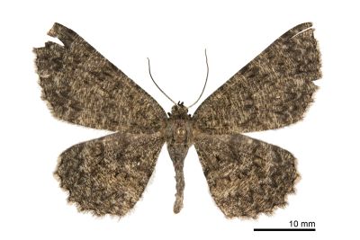 墨褐尺蛾 Hypomecis hyposticta 雌蟲