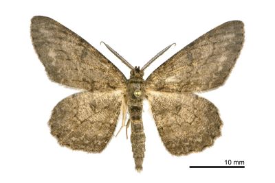 月斑灰褐尺蛾 Hypomecis punctinalis glos 雄蟲