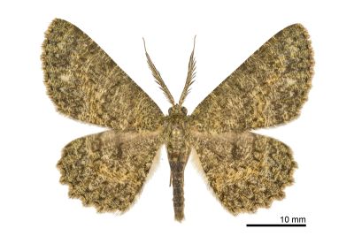 墨褐尺蛾 Hypomecis hyposticta 雄蟲