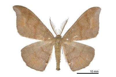 黯鉤尺蛾 Hyposidra aquilaria 雄蟲