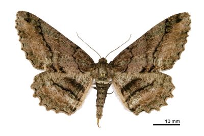 臺灣後眉尺蛾 Jankowskia taiwanensis 雌蟲