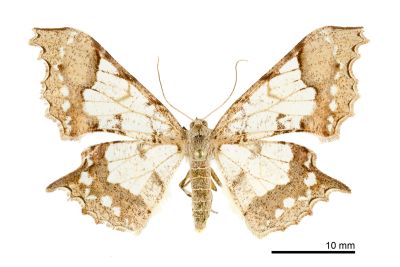玻璃尺蛾 Krananda semihyalina 雌蟲