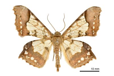 玻璃尺蛾 Krananda semihyalina 雄蟲