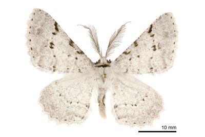 條斑污雪尺蛾 Lassaba brevipennis 雄蟲