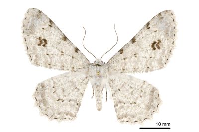污雪尺蛾 Lassaba parvalbidaria parvalbidaria 雌蟲
