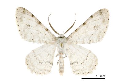 污雪尺蛾 Lassaba parvalbidaria parvalbidaria 雄蟲