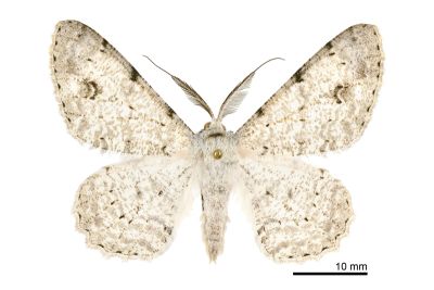污雪尺蛾 Lassaba parvalbidaria parvalbidaria 雄蟲