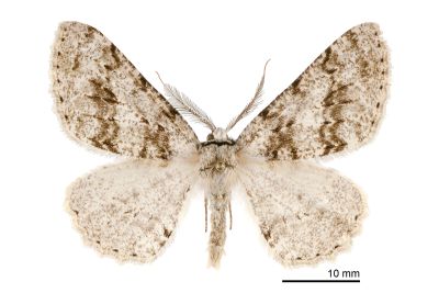 雙波污雪尺蛾 Lassaba tayulingensis 雄蟲