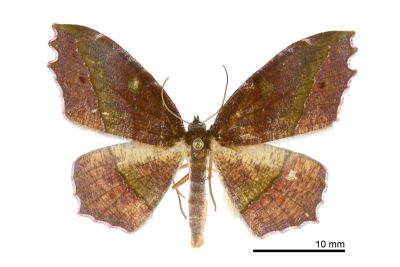 褐鋸緣尺蛾 Leptomiza calcearia calcearia 雄蟲