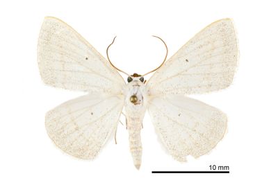 四點素尺蛾 Lomographa claripennis 雄蟲