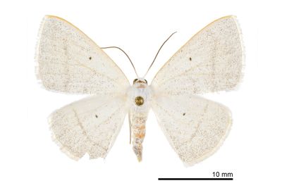 四點素尺蛾 Lomographa claripennis 雌蟲