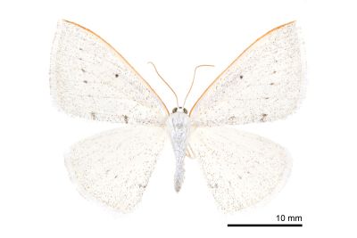 排點素尺蛾 Lomographa guttulata 雌蟲