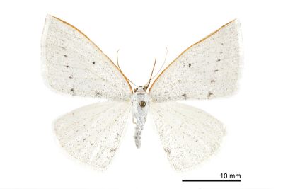 排點素尺蛾 Lomographa guttulata 雌蟲