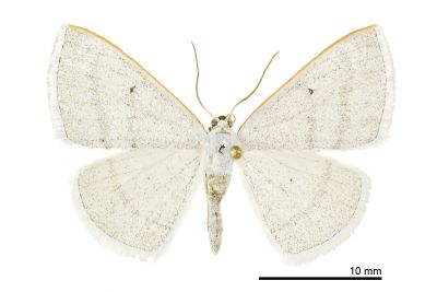 中之關素尺蛾 Lomographa jhonjhihguanensis 雄蟲