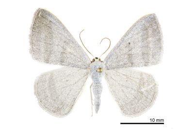 鉛灰素尺蛾 Lomographa platyleucata marginata 雌蟲