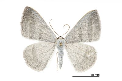 鉛灰素尺蛾 Lomographa platyleucata marginata 雄蟲