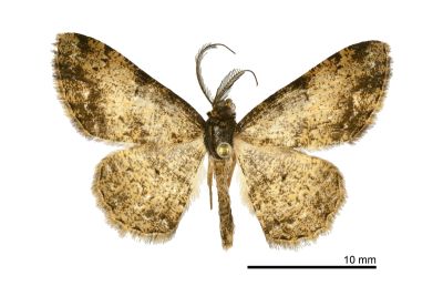 噴砂褐緣黃尺蛾 Lophobates corticea 雄蟲