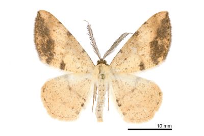 大褐緣黃尺蛾 Lophobates ochrolaria 雄蟲