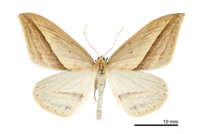 帶紋尖黃尺蛾 Loxaspilates arrizanaria 雄蟲