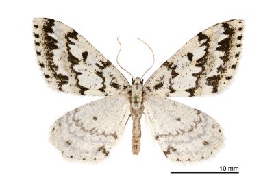 密斑尖黃尺蛾 Loxaspilates biformata 雌蟲