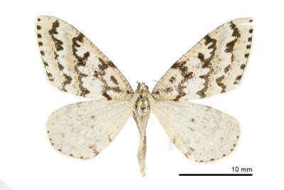 密斑尖黃尺蛾 Loxaspilates biformata 雌蟲