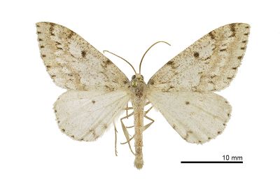 密斑尖黃尺蛾 Loxaspilates biformata 雄蟲