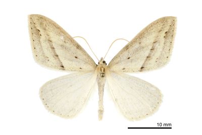 尖黃尺蛾 Loxaspilates montuosa 雄蟲