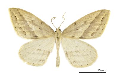 尖黃尺蛾 Loxaspilates montuosa 雄蟲