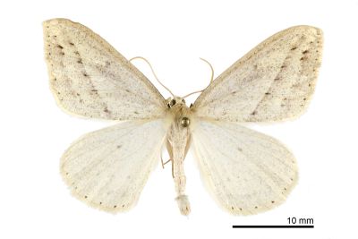尖黃尺蛾 Loxaspilates montuosa 雄蟲