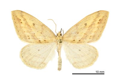 尖黃尺蛾 Loxaspilates montuosa 雄蟲
