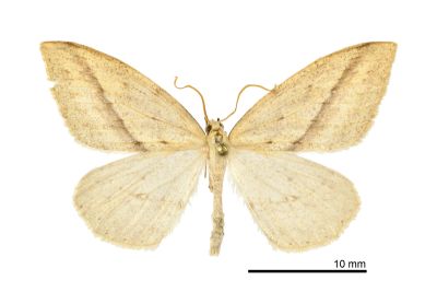 尖黃尺蛾 Loxaspilates montuosa 雄蟲