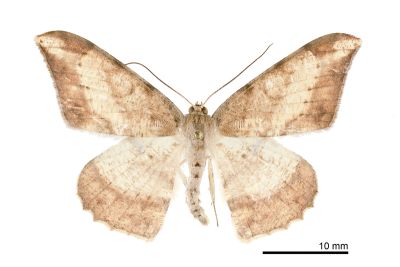 褐煙鈎尺蛾 Luxiaria amasa amasa 雄蟲