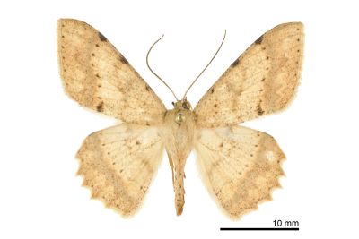 鋸緣鈎尺蛾 Luxiaria costinota 雄蟲