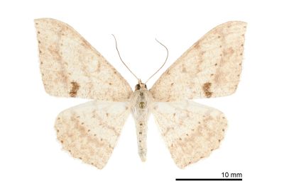 雙斑鈎尺蛾 Luxiaria mitorrhaphes 雄蟲