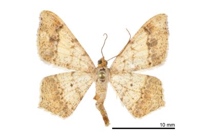 雙前斑尾尺蛾 Macaria abydata 雄蟲