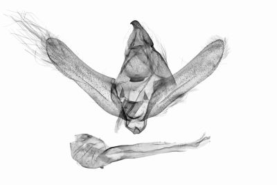 羽霾尺蛾 Megabiston plumosaria 雄蟲