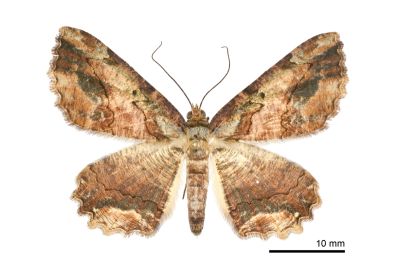 茶褐弭尺蛾 Menophra anaplagiata 雌蟲