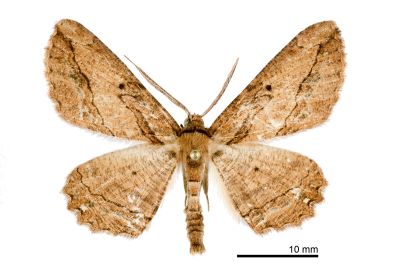 黑帶弭尺蛾 Menophra nakajimai 雄蟲