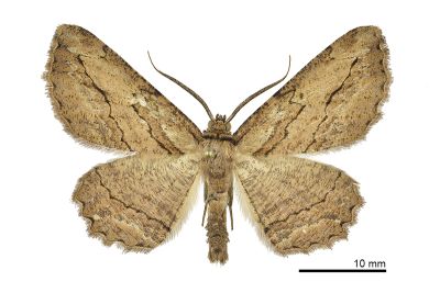 黑帶弭尺蛾 Menophra nakajimai 雄蟲